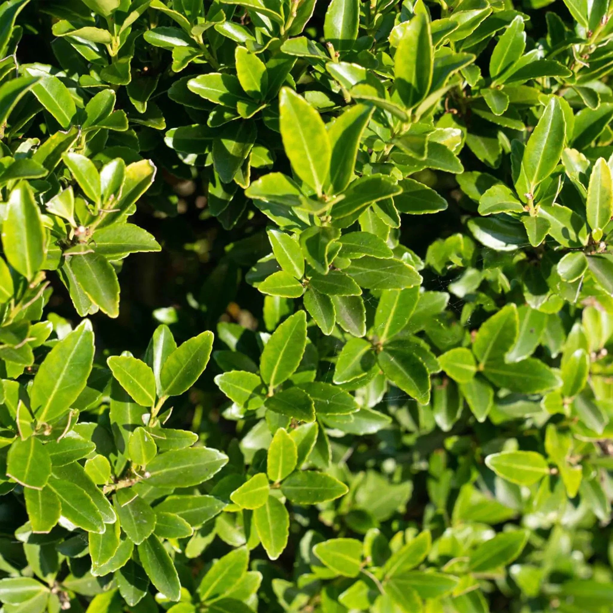 Japanische Stechpalme Kanehirae (Ilex maximowicziana) Heckenpflanzen