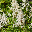 Pluimspirea Deutschland Pluimspirea Deutschland