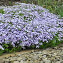 Vlambloem Emerald Cushion Blue Vlambloem Emerald Cushion Blue