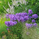 Vlambloem Blue Paradise Vlambloem Blue Paradise