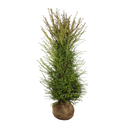 Taxus baccata Taxus baccata