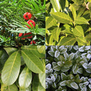 Hoge wintergroene haag Hoge wintergroene haag