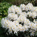 Rhododendron Madame Masson Rhododendron Madame Masson