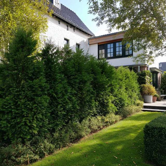 Alt hvad du skal vide om at beskære thuja 