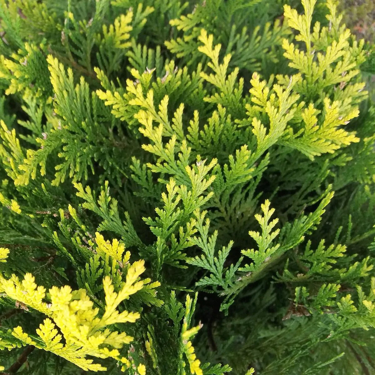 Californisk cypres planteafstand