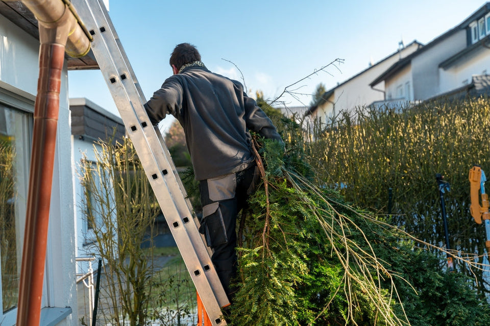 Fjern nåletræer fra din have: 5 trin