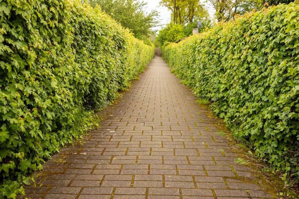 Plante avnbøg i 6 trin