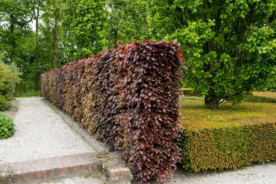 Plante blodbøg i 6 trin