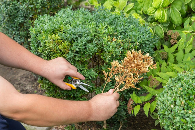 Alternativer til Buxus