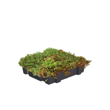 Sedum kassette standard
