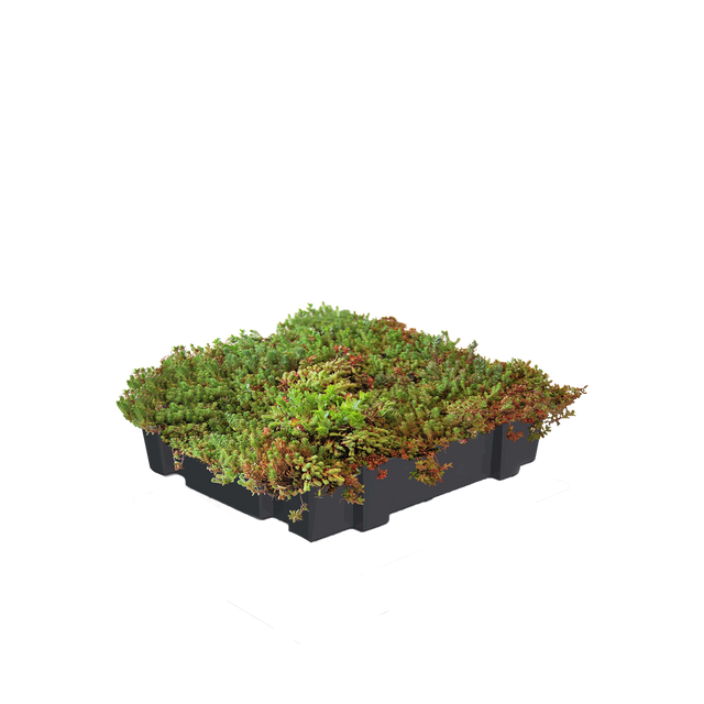 Sedum kassette standard