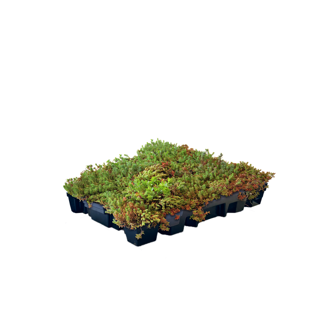 Sedum-kassette letvægts