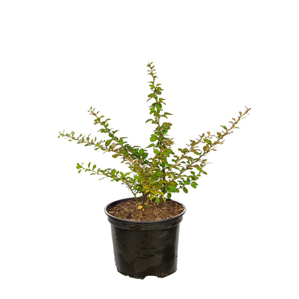 Groene berberis