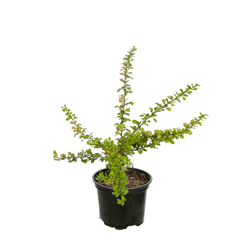 Groene berberis