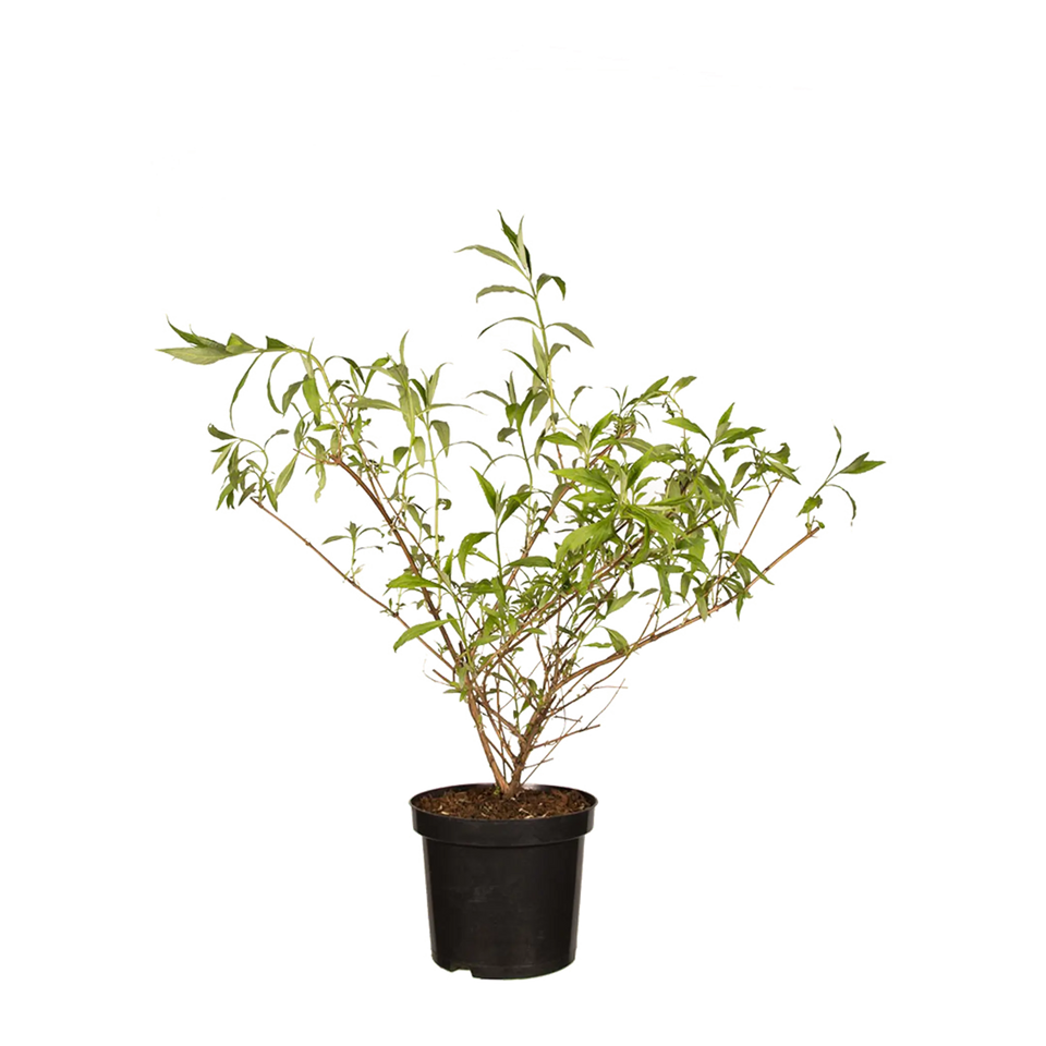 Vlinderstruik Nanho Blue