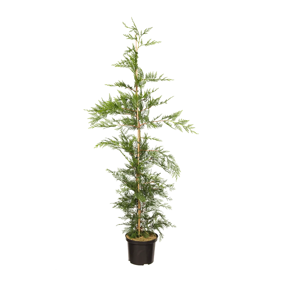Groene leylandii