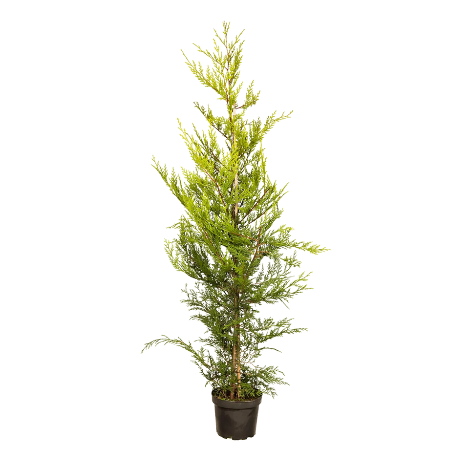 Gele leylandii