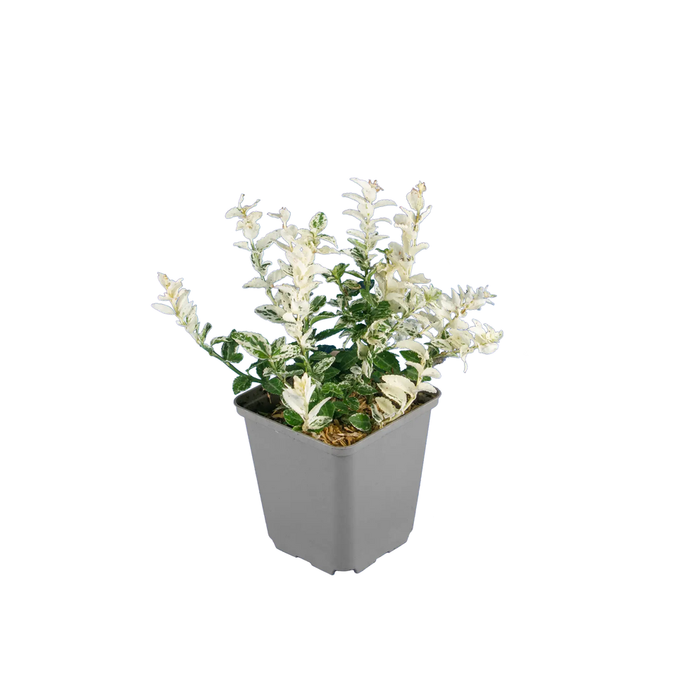 Kardinaalsmuts Harlequin