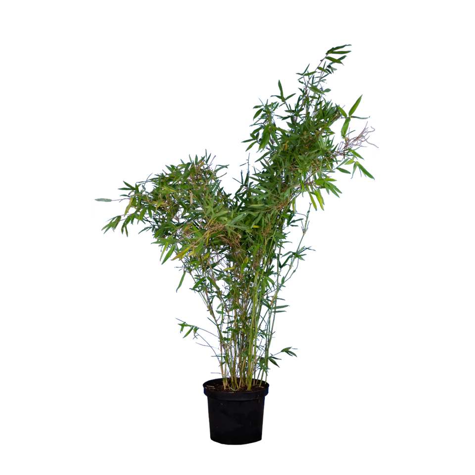 Bamboe Fargesia Nitida