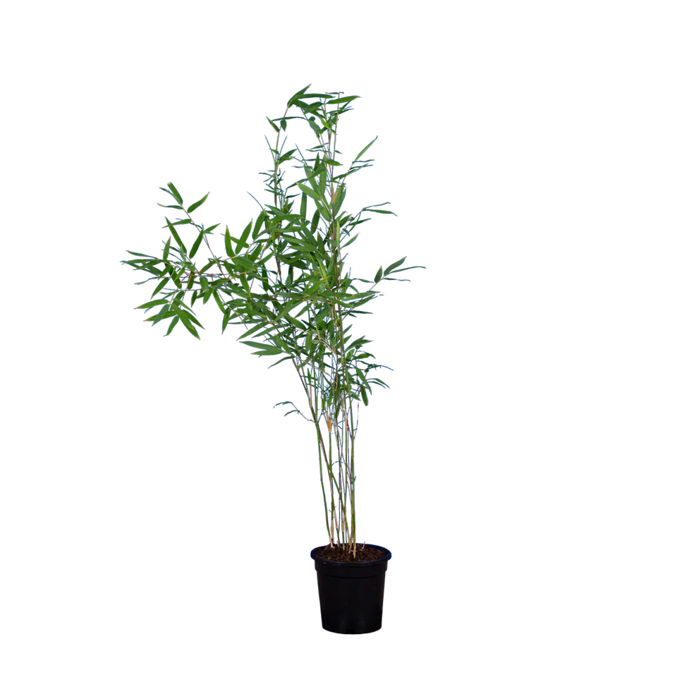 Bamboe Fargesia Nitida