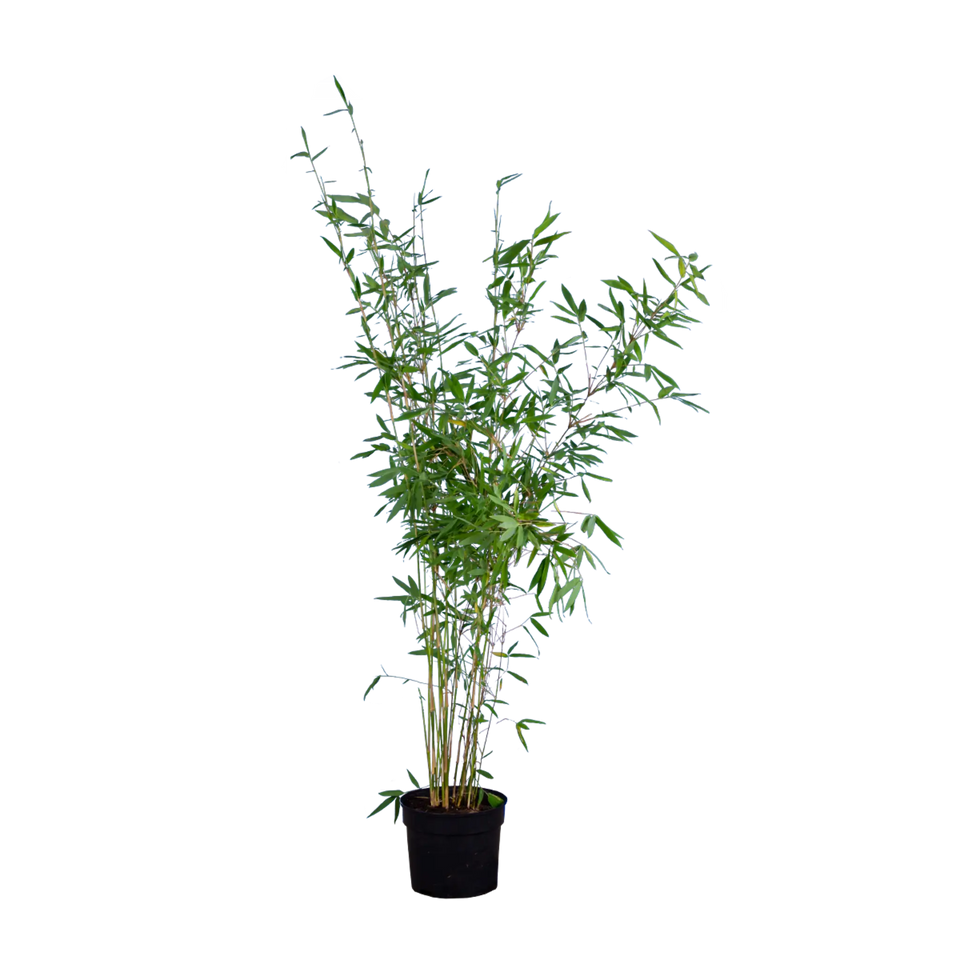 Bamboe Fargesia nitida ‘Winter Joy’