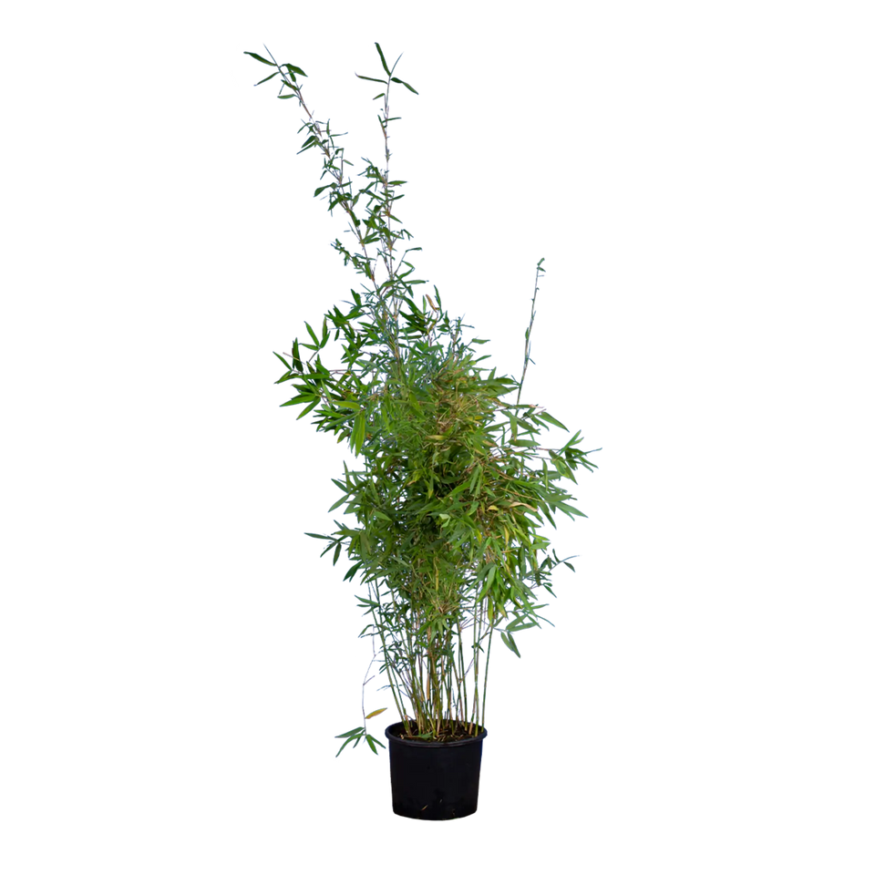 Bamboe Fargesia nitida ‘Winter Joy’