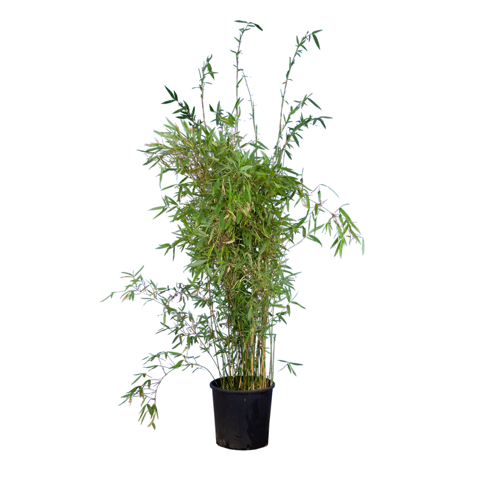 Bamboe Fargesia nitida ‘Winter Joy’