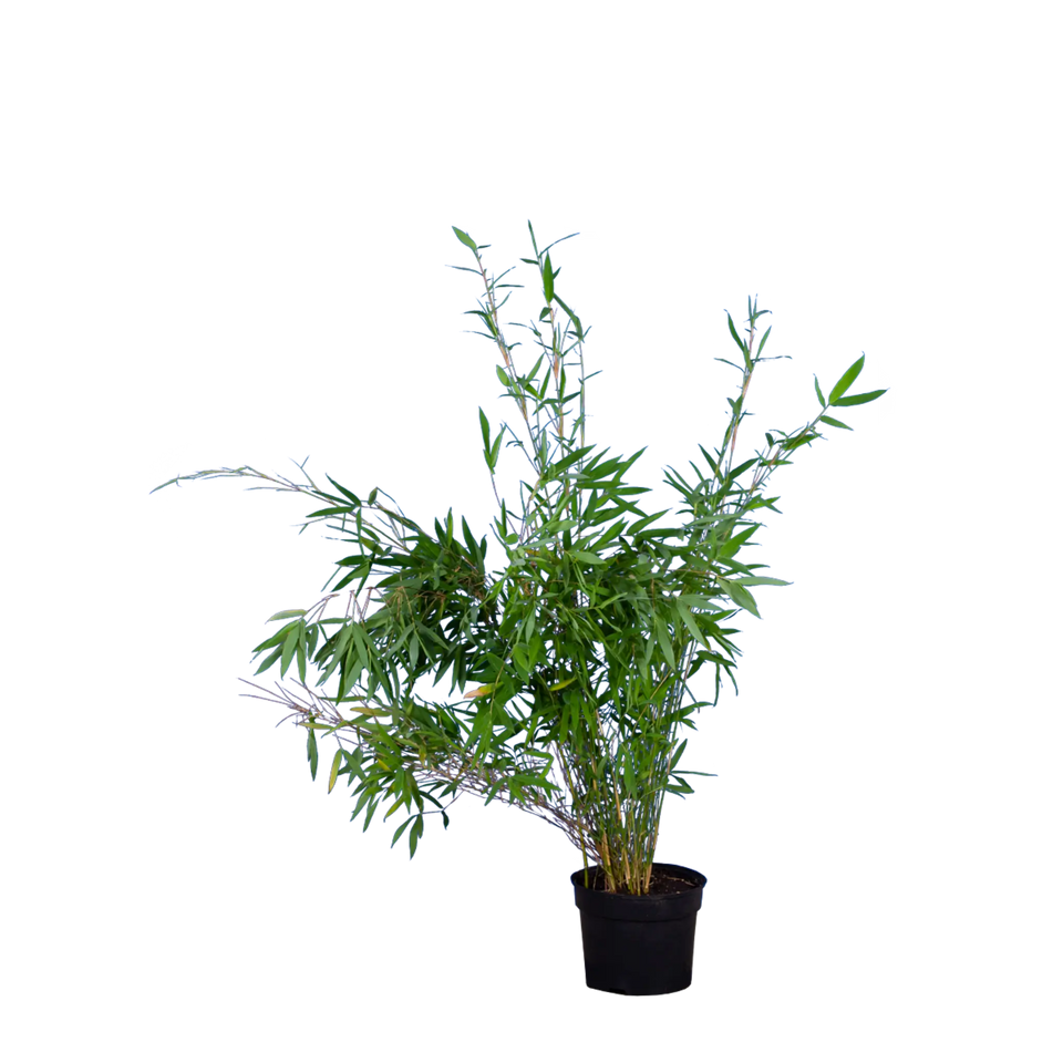 Bamboe Fargesia nitida ‘Winter Joy’