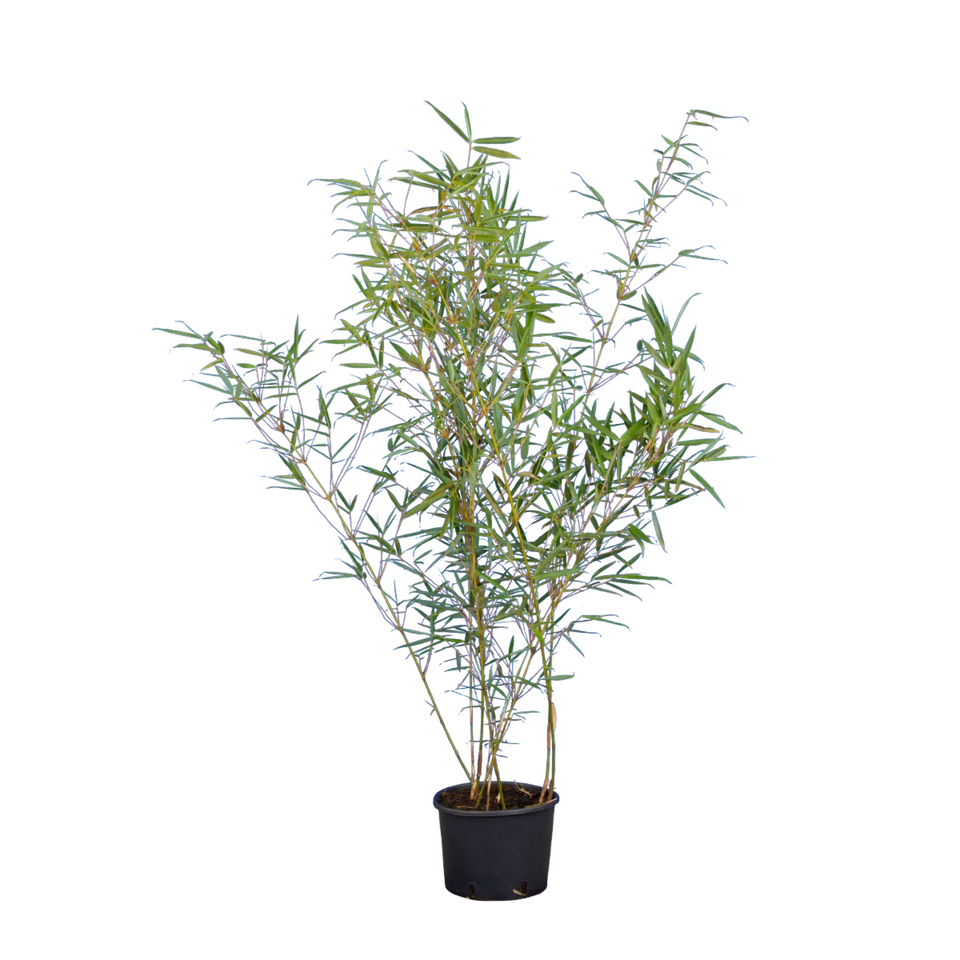 Bamboe Fargesia Robusta ‘Campbell’