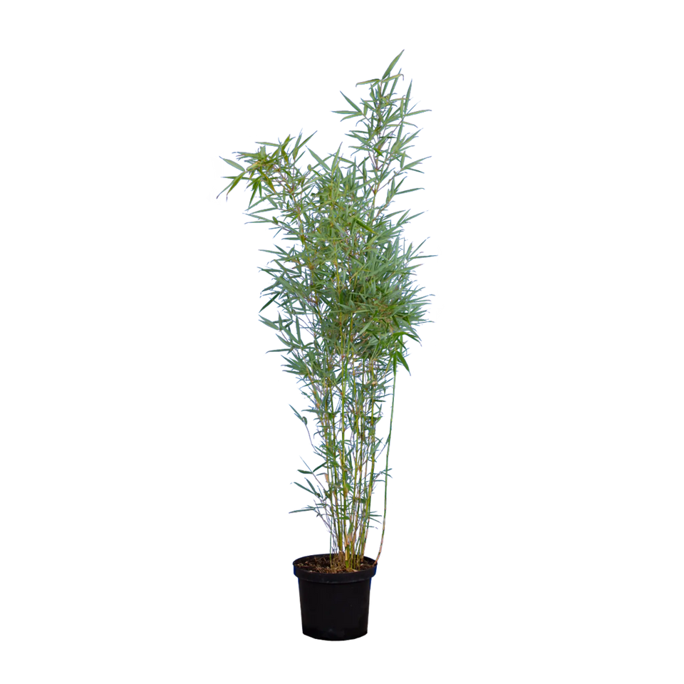 Bamboe Fargesia Robusta ‘Campbell’