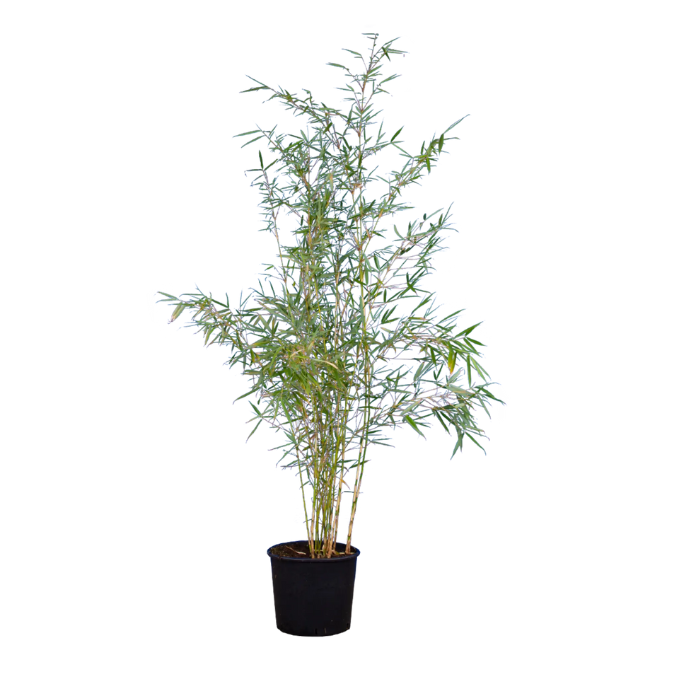 Bamboe Fargesia Robusta ‘Campbell’