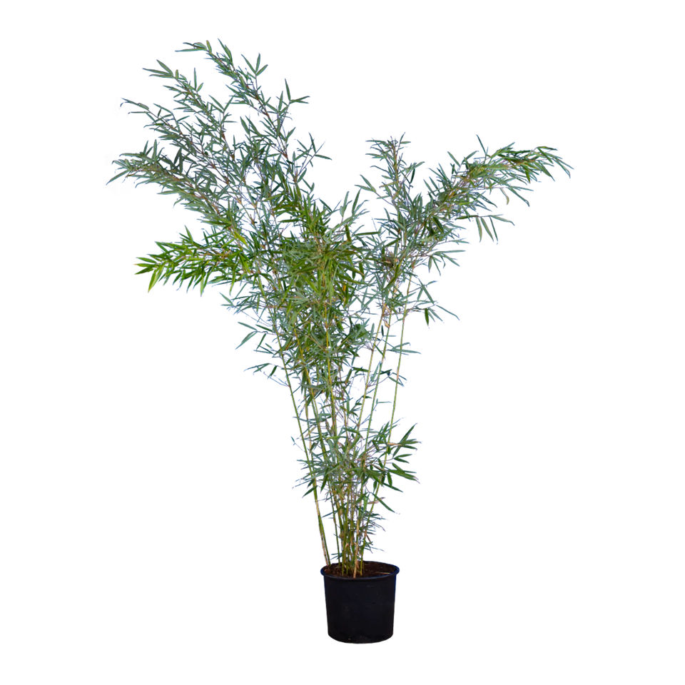Bamboe Fargesia Robusta ‘Campbell’
