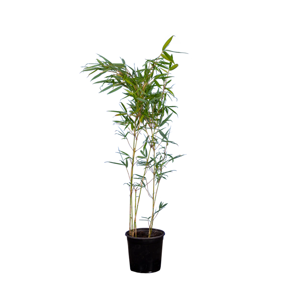 Bamboe Fargesia Robusta ‘Campbell’