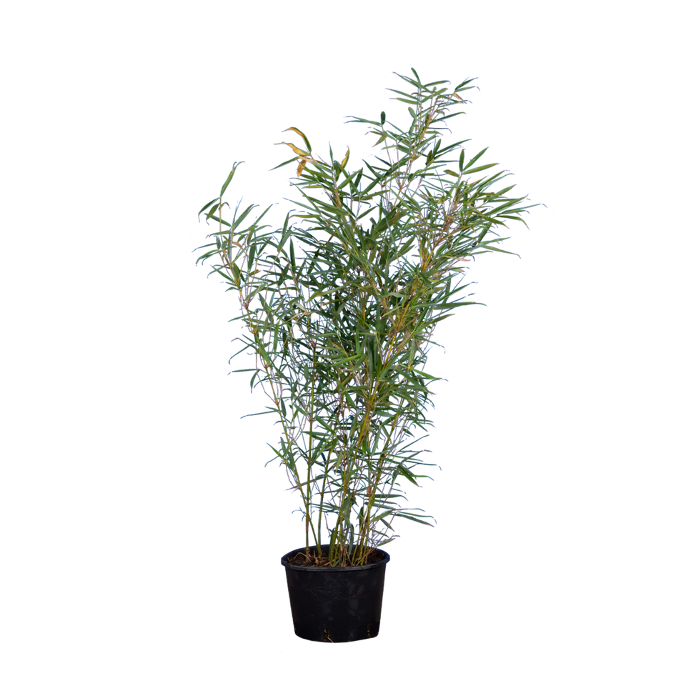 Bamboe Fargesia Robusta ‘Campbell’