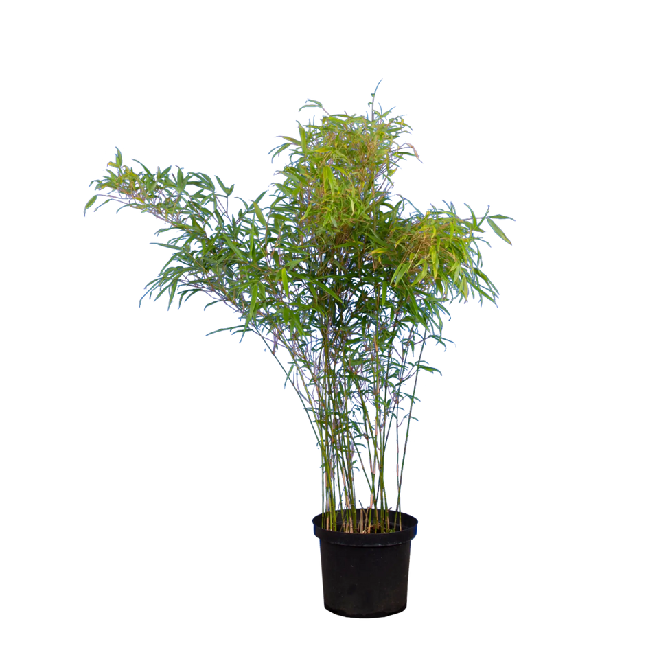 Bamboe Fargesia Rufa