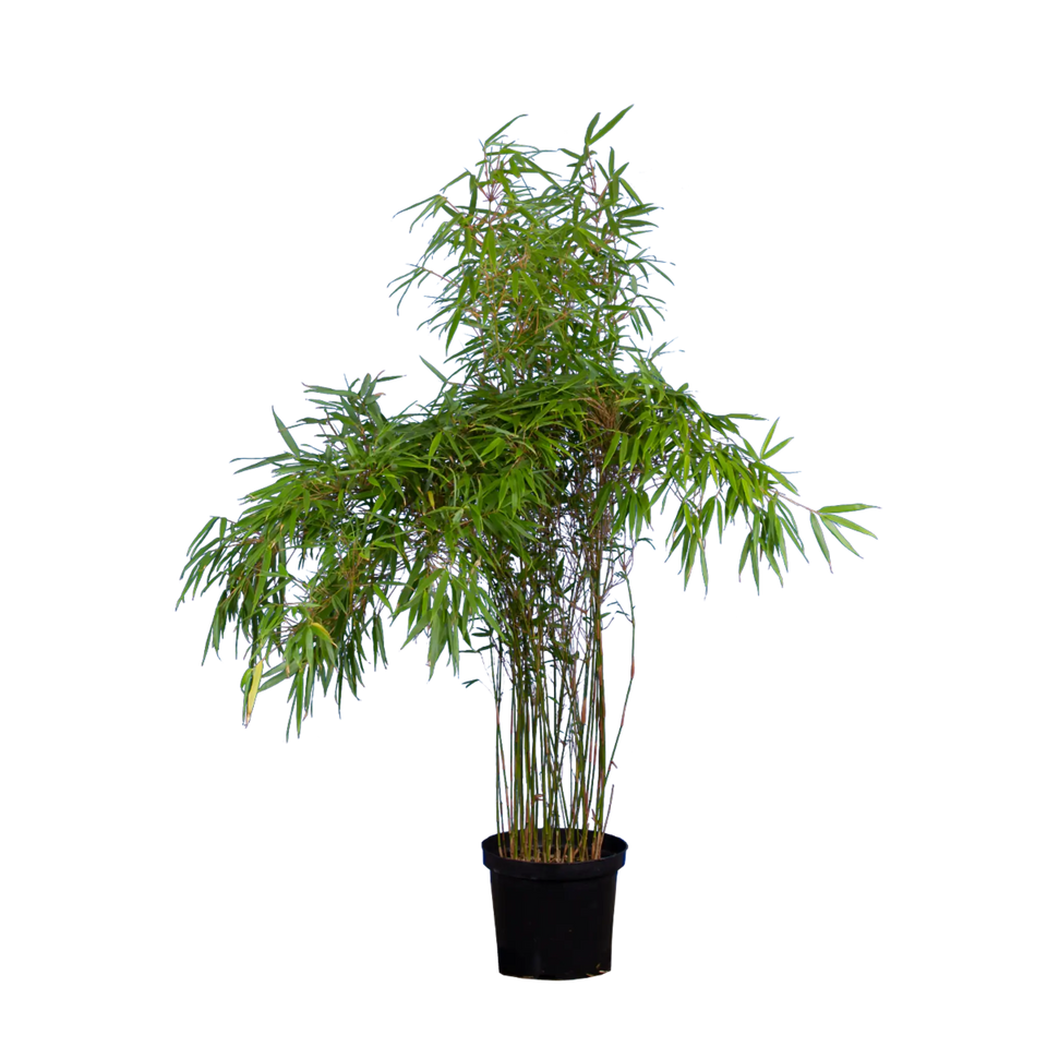 Bamboe Fargesia Rufa