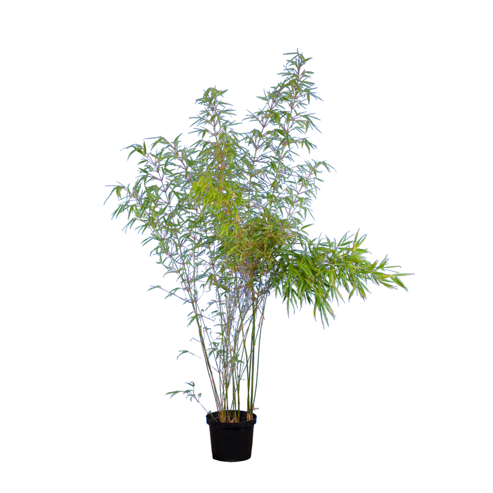 Bamboe Fargesia Rufa