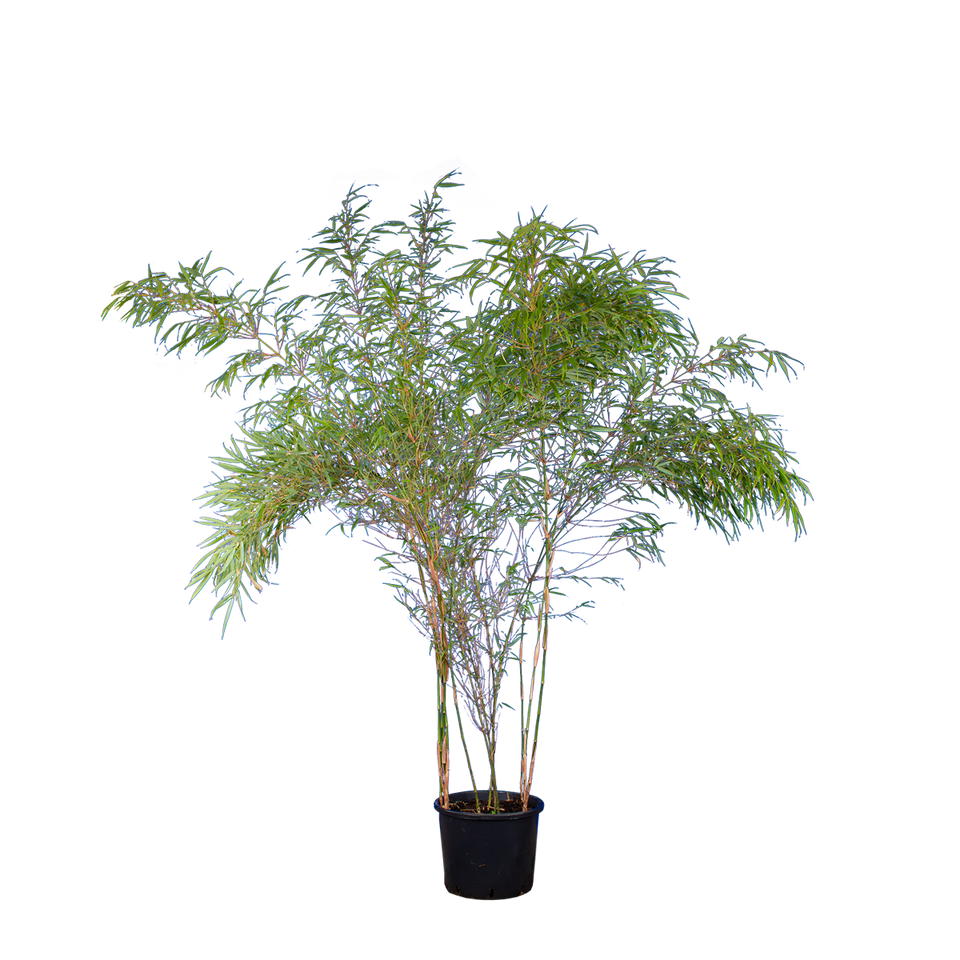 Bamboe Fargesia Rufa