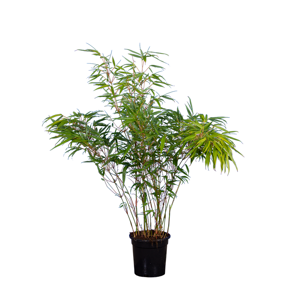 Bamboe Fargesia Rufa
