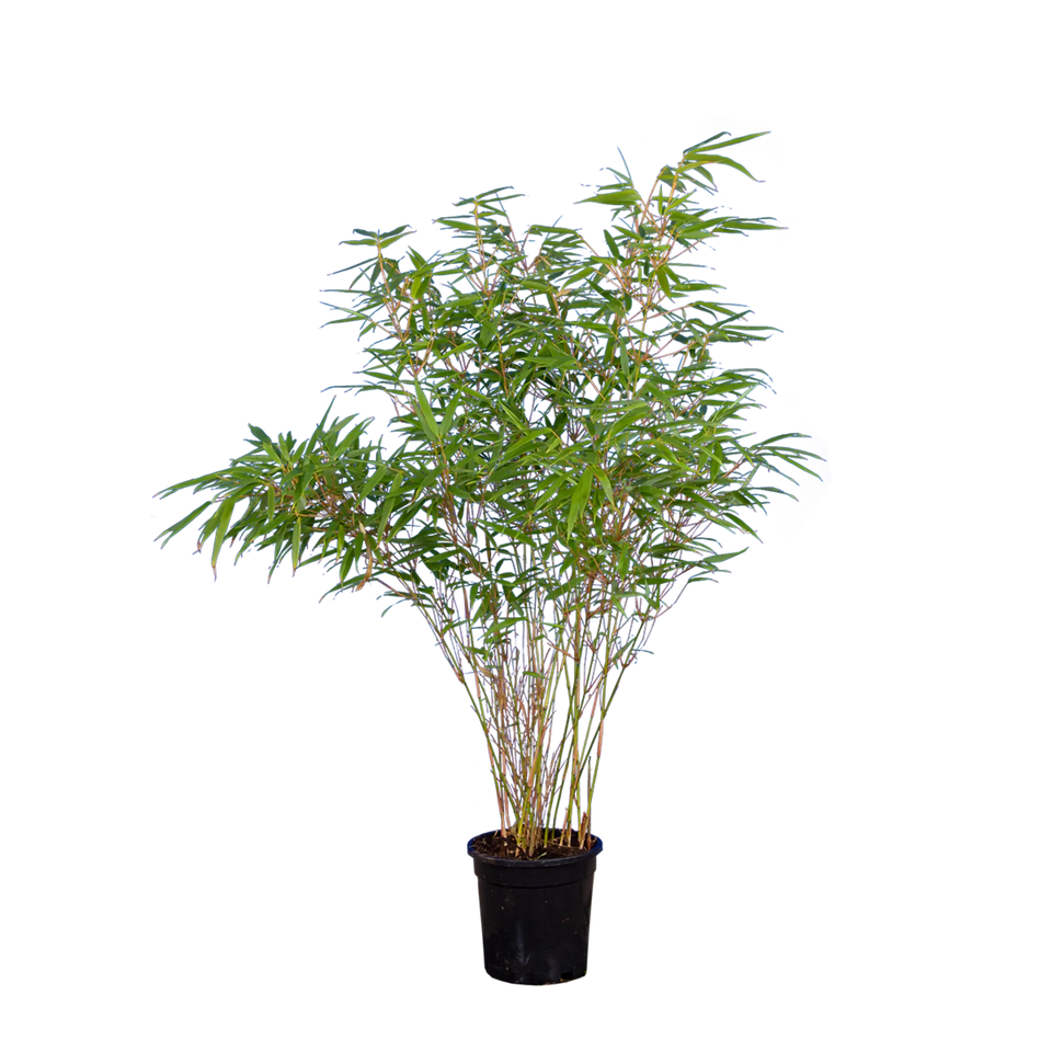 Bamboe Fargesia Rufa