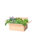 Færdigbed hosta