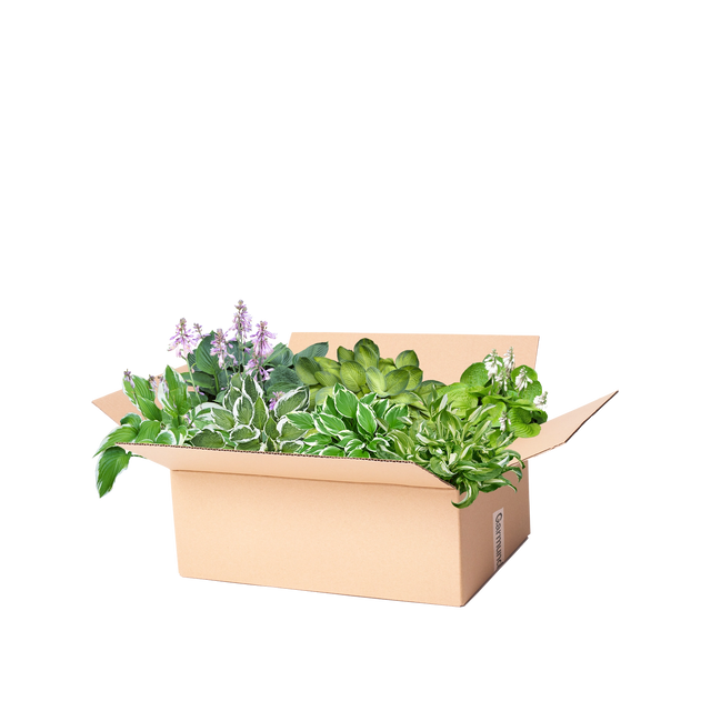 Færdigbed hosta