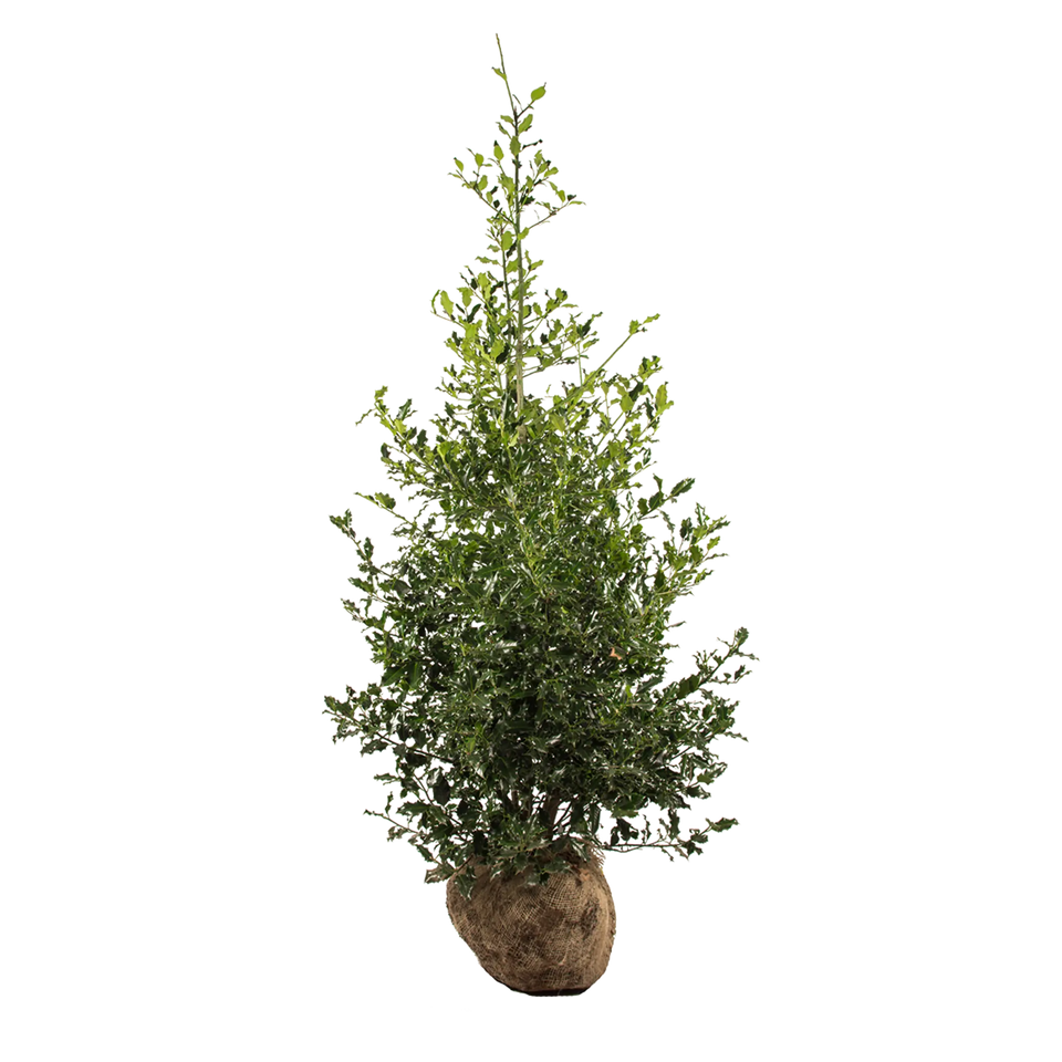 Almindelig kristtorn