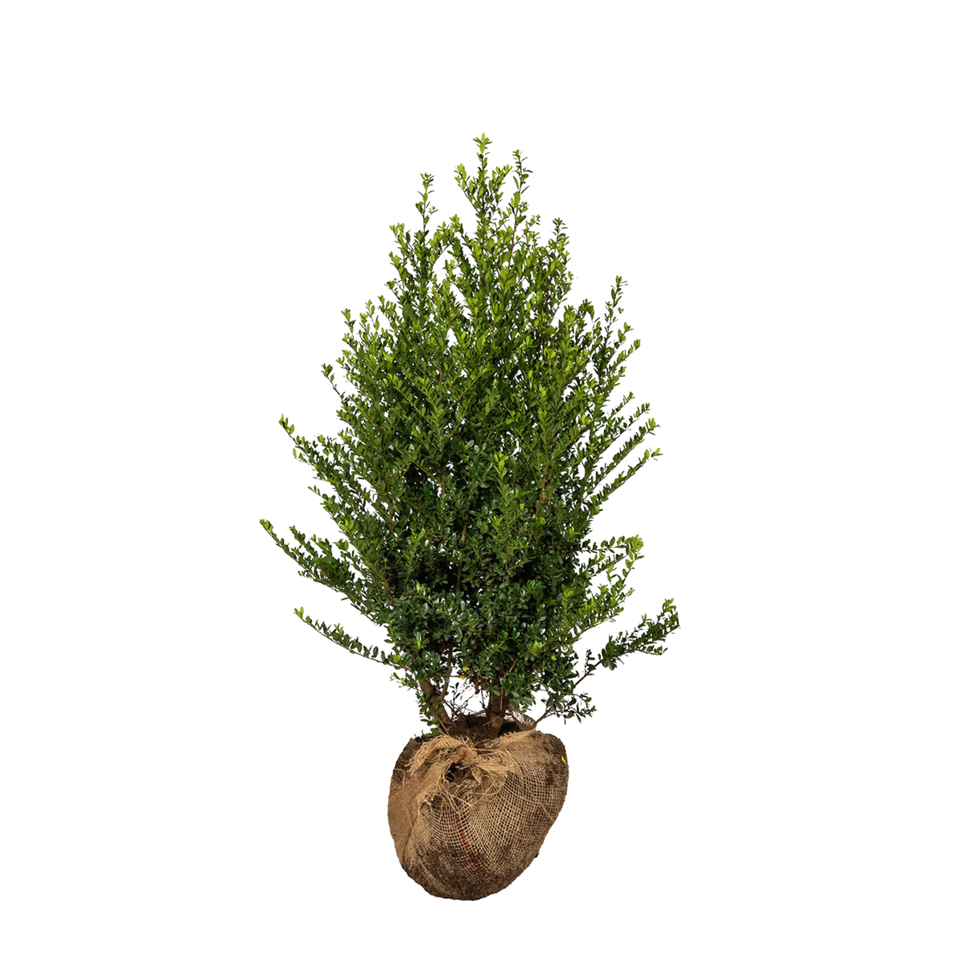 Japanse hulst Dark Green ®