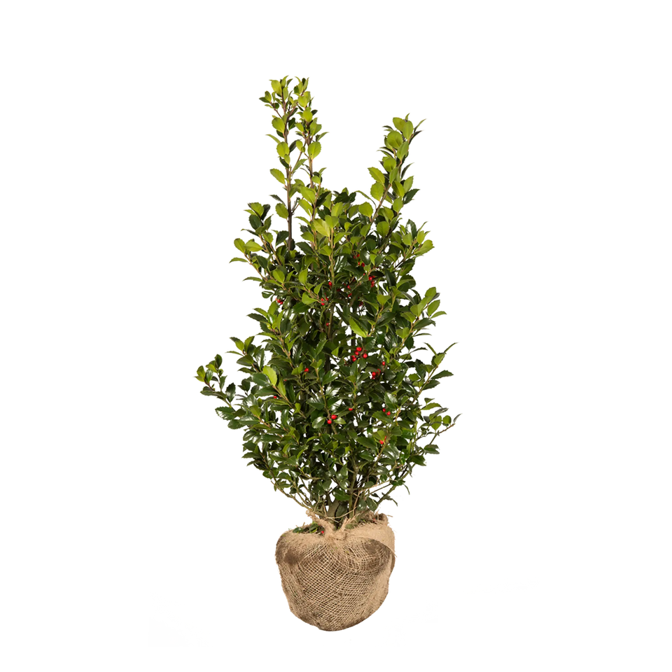 Kristtorn Heckenfee