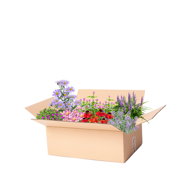 Færdigbed sensommer