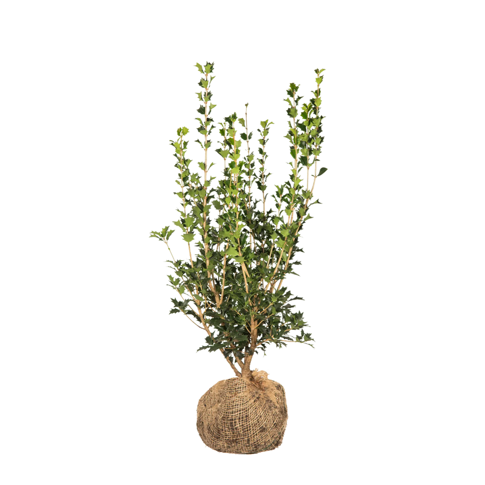 Schijnhulst heterophyllus