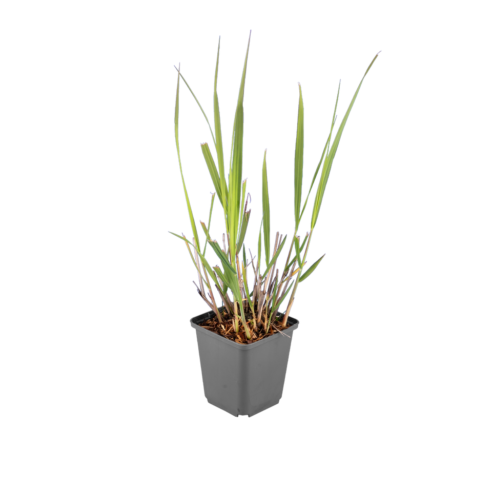 Vingergras Northwind
