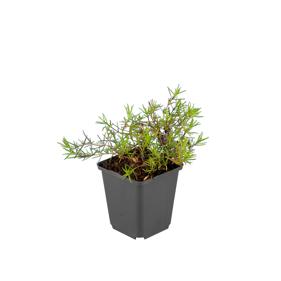 Vlambloem Emerald Cushion Blue