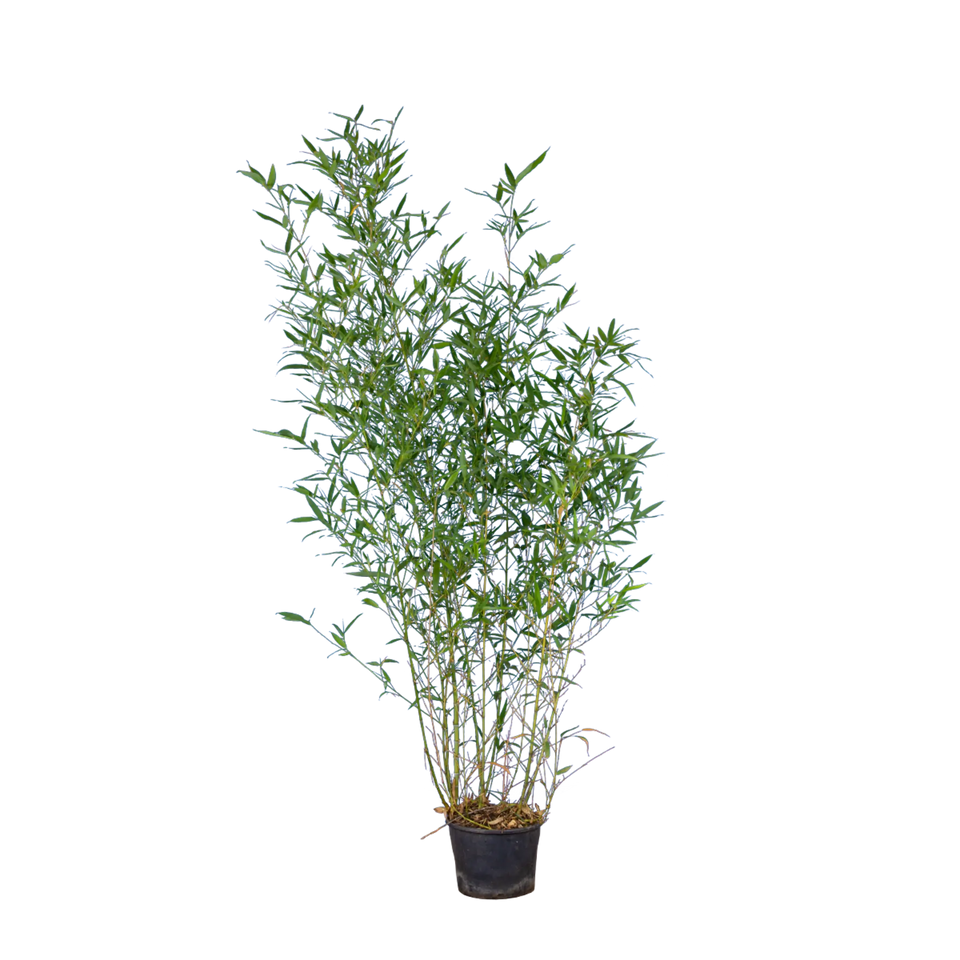 Bambus Spectabilis